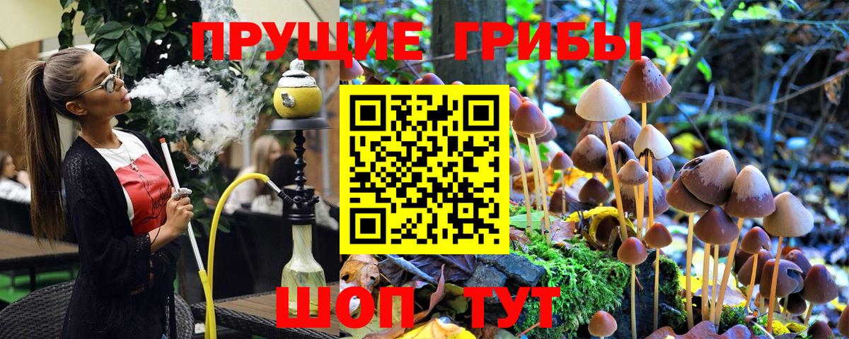 Псилоцибиновые грибы Psilocybe  Вход с VPN  Избербаш 